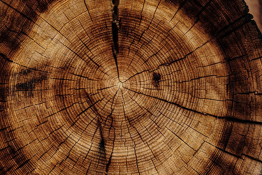 Image by Joel & Jasmin Førestbird