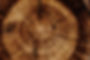 Image by Joel & Jasmin Førestbird