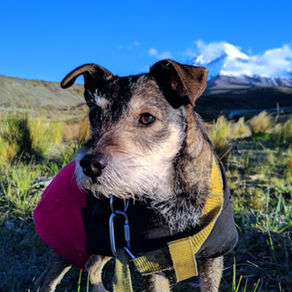 Verandert het gedrag van je oude hond? Dít is er aan de hand!