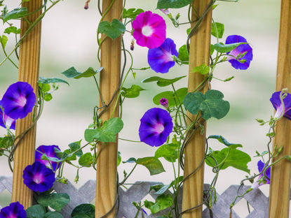 木製のトレリスに絡む朝顔のつる。紫とピンクの花が咲き、緑の葉が広がる静かな庭の風景。