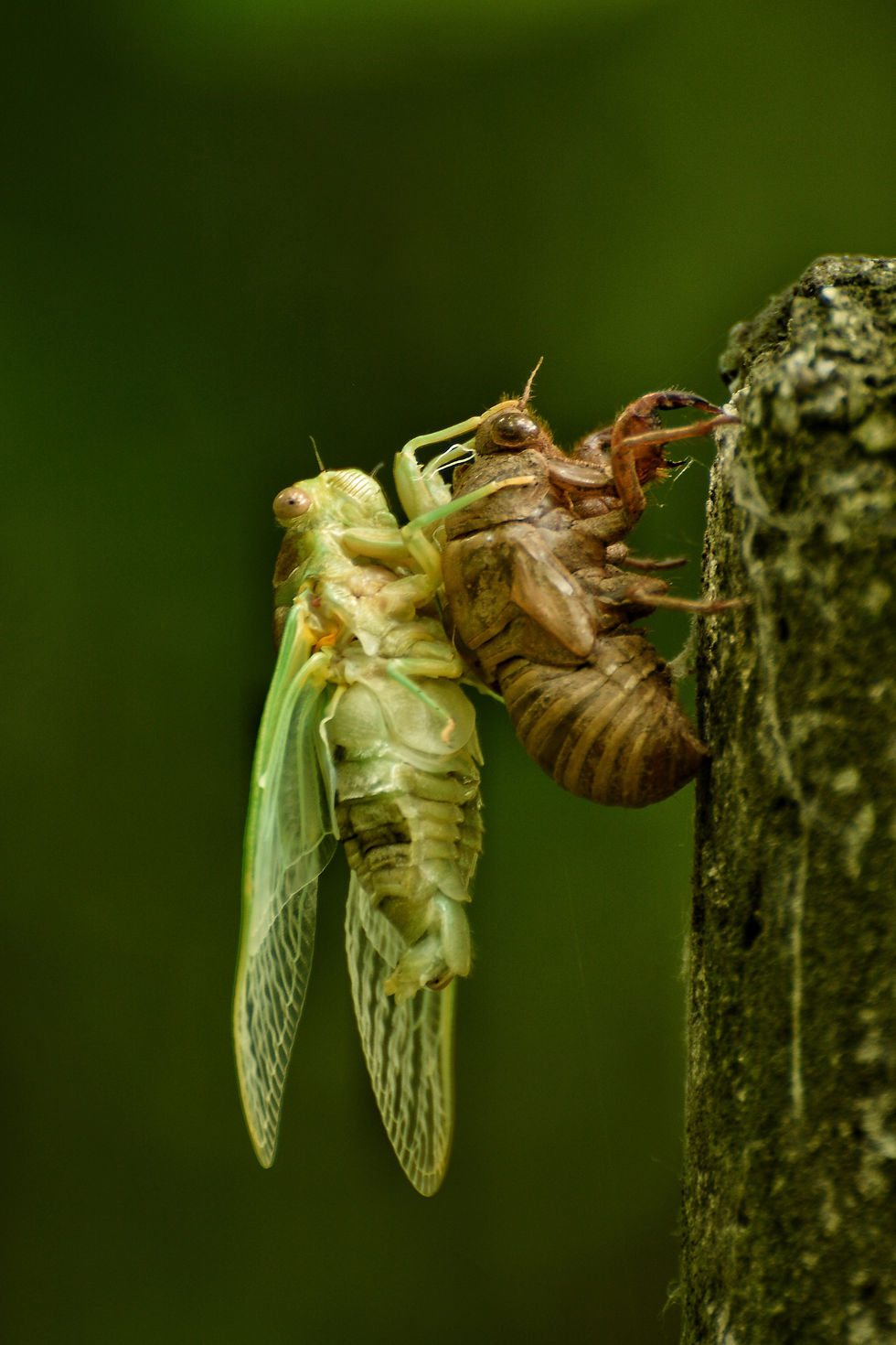 Wild Neighbors: Cicada