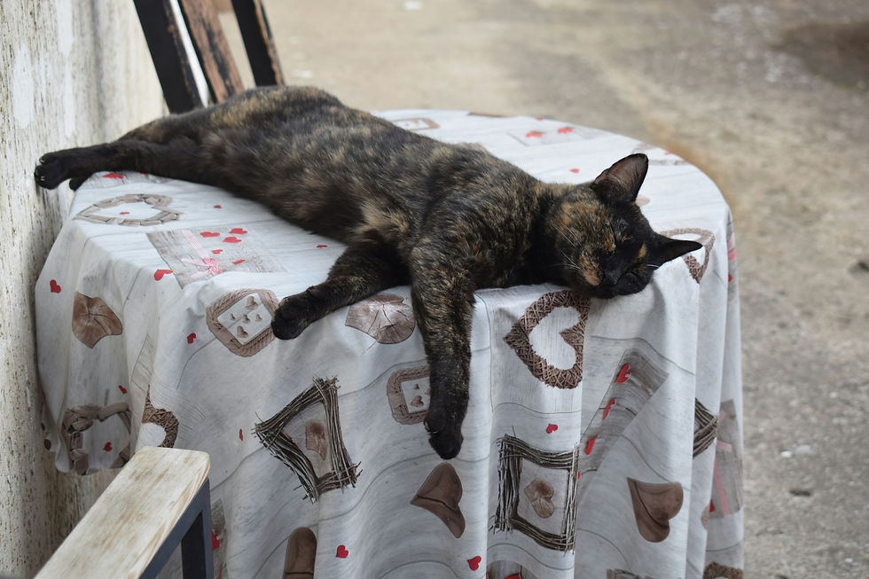A tortoiseshell cat sleeps on a table covered with a blanket that smells like home. The blanket is helpful to help bring their cat home when missing.