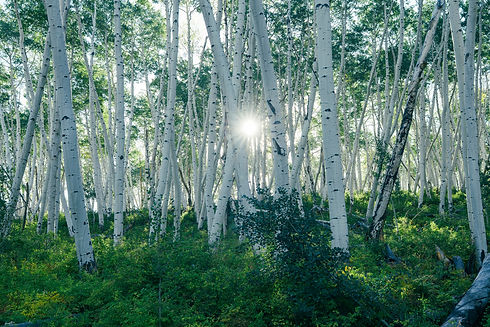 Image by Joshua Woroniecki
