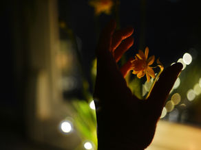A hand gently holds an orange flower in dim light, with bokeh circles glowing in the dark background, creating a serene mood.