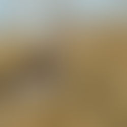 Where Curlew Thrive: A Testament to Moorland Management