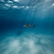 Shark Trust links citizen science with pressure for stronger fisheries controls