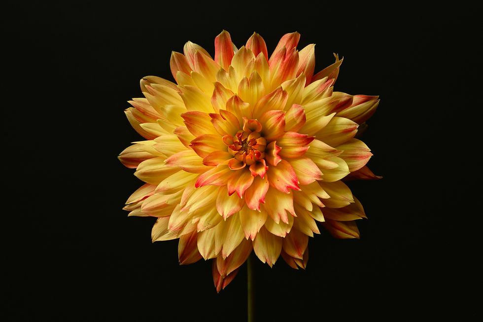 Image by Townsend Walton