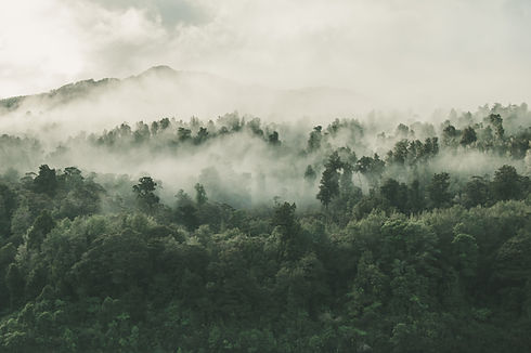 Rain Forest Protection Contact us