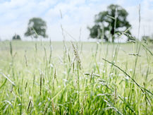 Have the Church in Wales kicked same-sex marriage into the long grass?