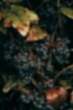 Clusters of blue grapes hang from a vine with red-speckled green leaves, creating a rustic and autumnal feel.