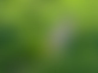 Quaker Parrots: The Talking Fluffballs!🐦💚