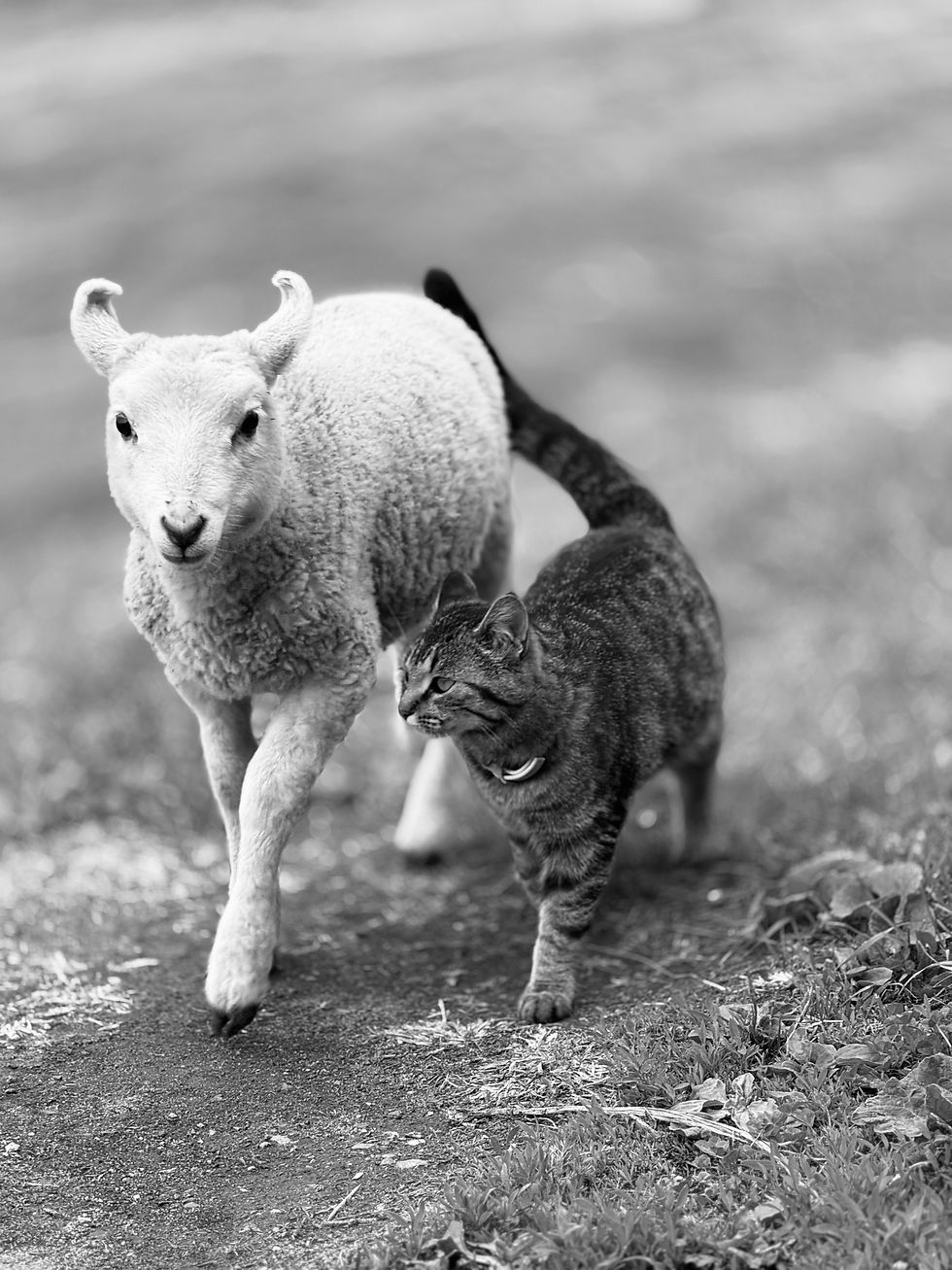 lamb and kitten