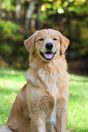 Why Dogs Build Trust Through Routine