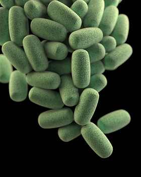 Image by CDC