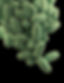 Image by CDC