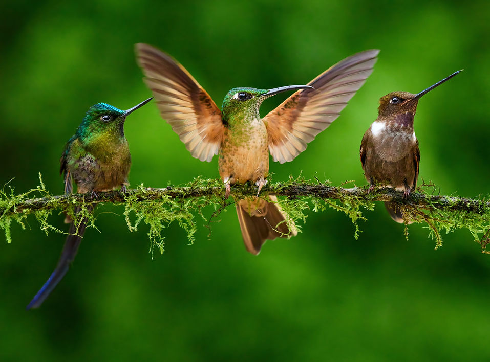 hummingbird