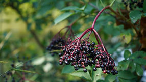 Homemade Remedies to Support the Immune System