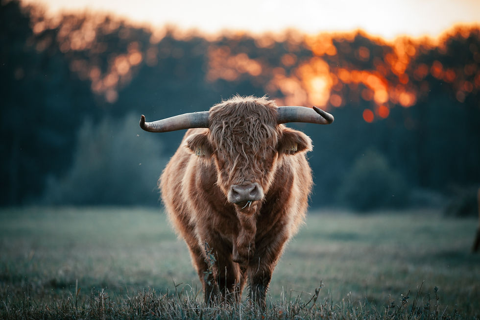 Image by Dylan Leagh