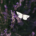 Image by Marina Prodanović