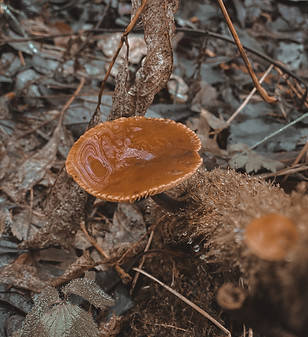 Image by Sofiya Levchenko