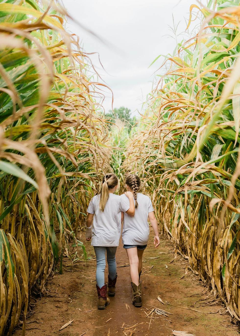 Corn Maze