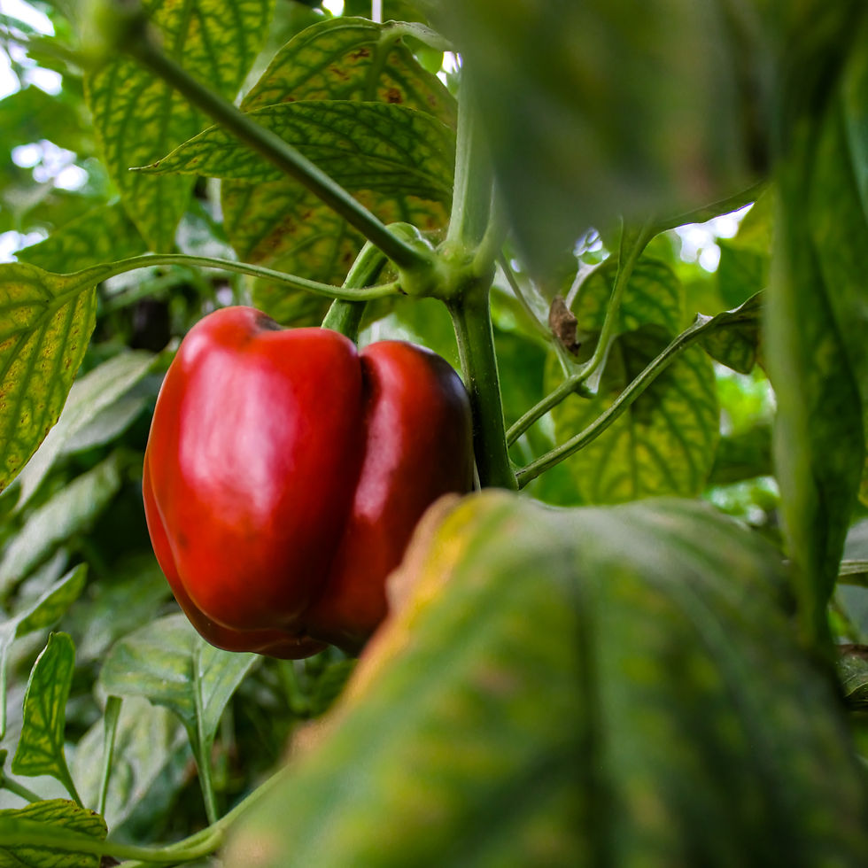 red bell pepper plant, bell peppers, red bell pepper