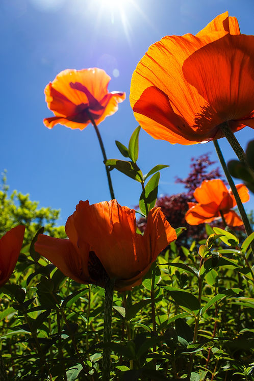 Image by Darren Richardson