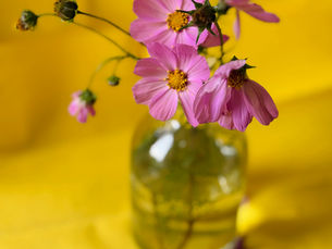 Roze cosmea in glazen vaasje op gele achtergrond