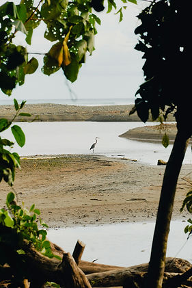 Image by Adrián Valverde