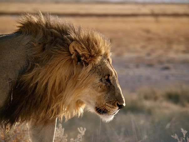 safari dans etosha namibie