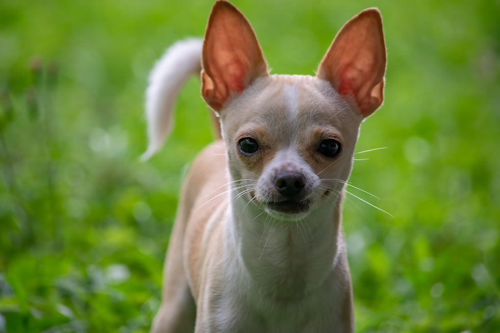 Chihuahua dog standing in a field