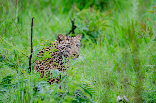 Leopard in Kruger Park
