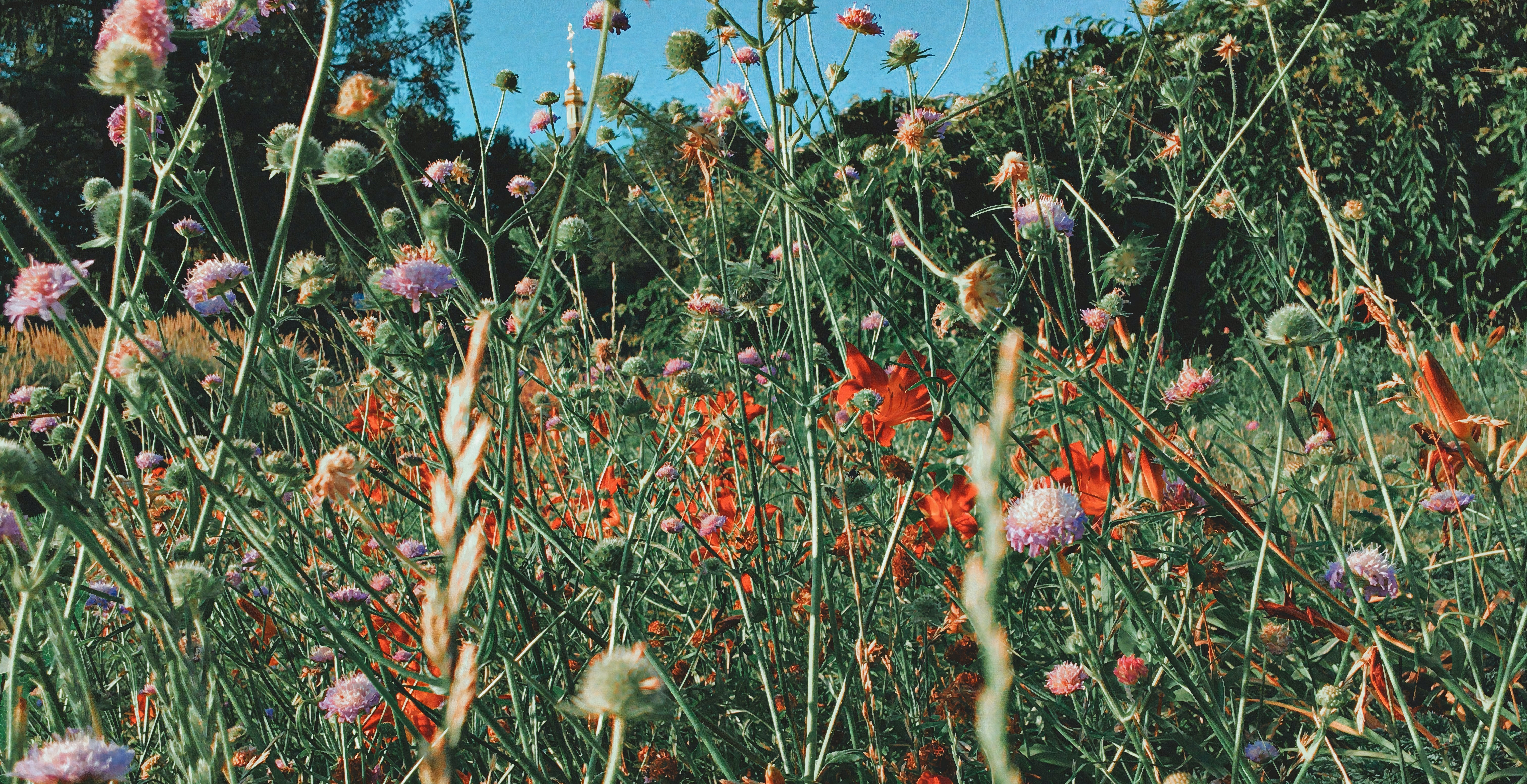 Prairie de fleurs sauvages roses et orange sous un ciel bleu, avec arbres en fond, ambiance estivale et paisible.