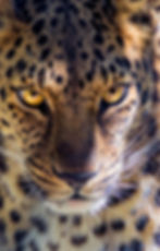 ree