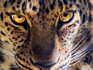 Panama enacts landmark legislation giving Nature rights