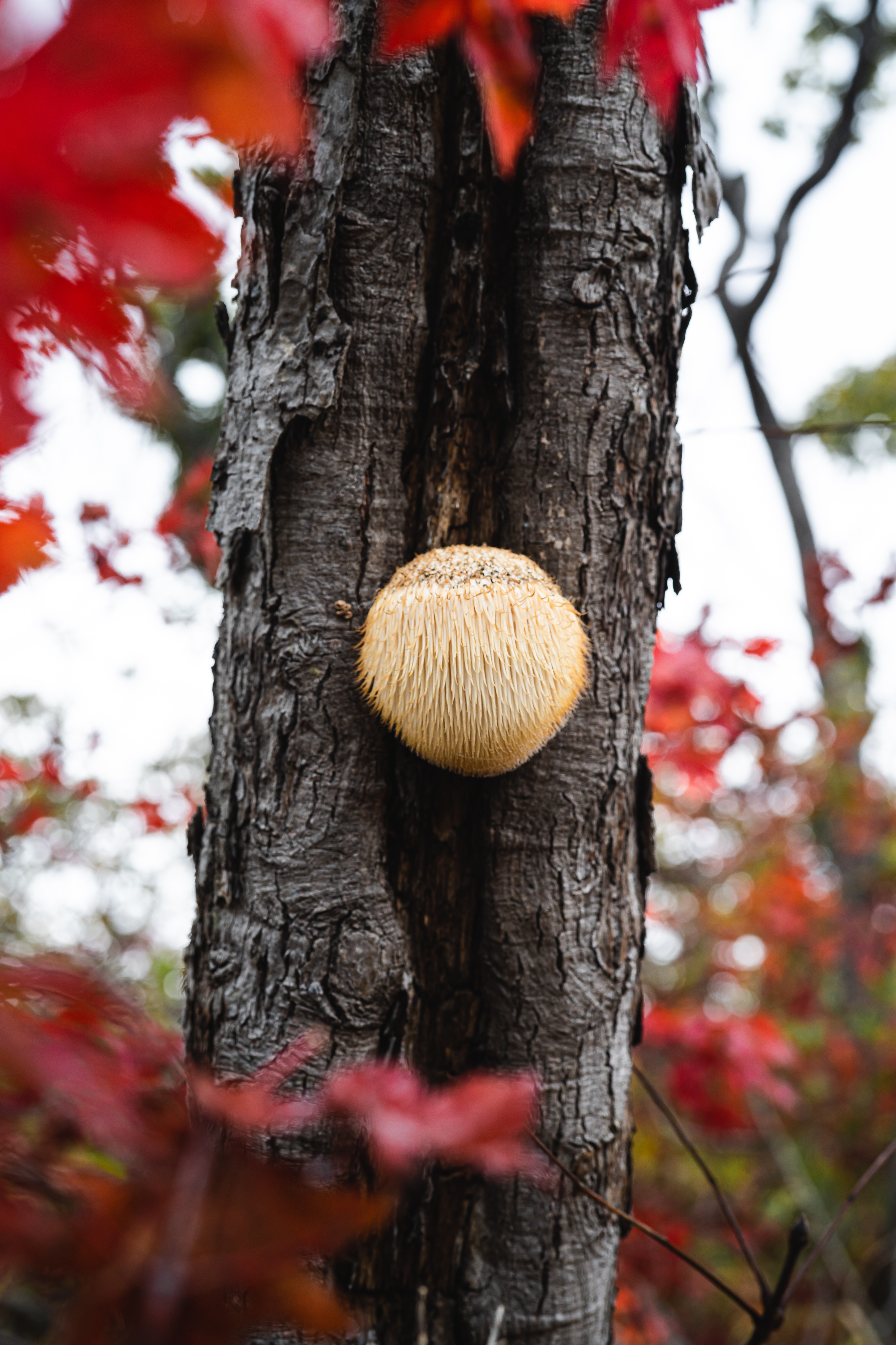 A Potent Brain Elixir Supercharged with Lion’s Mane