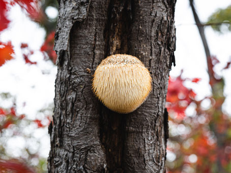 Unlocking the Power of Mushrooms: Benefits, Dosages & Why You Should Supplement 🍄✨