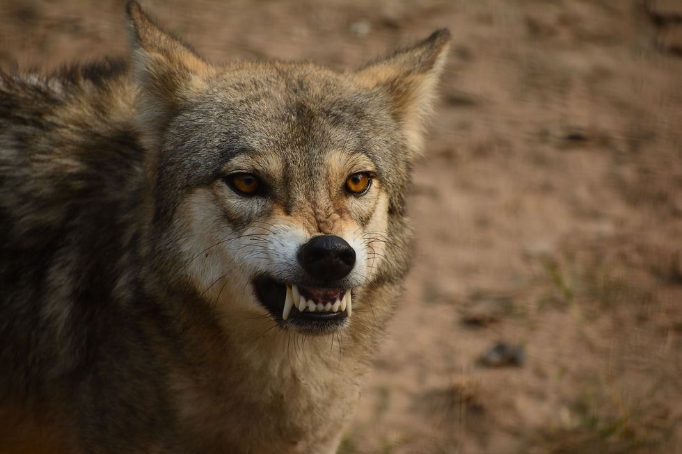 Predatory aggression: Eye-locking