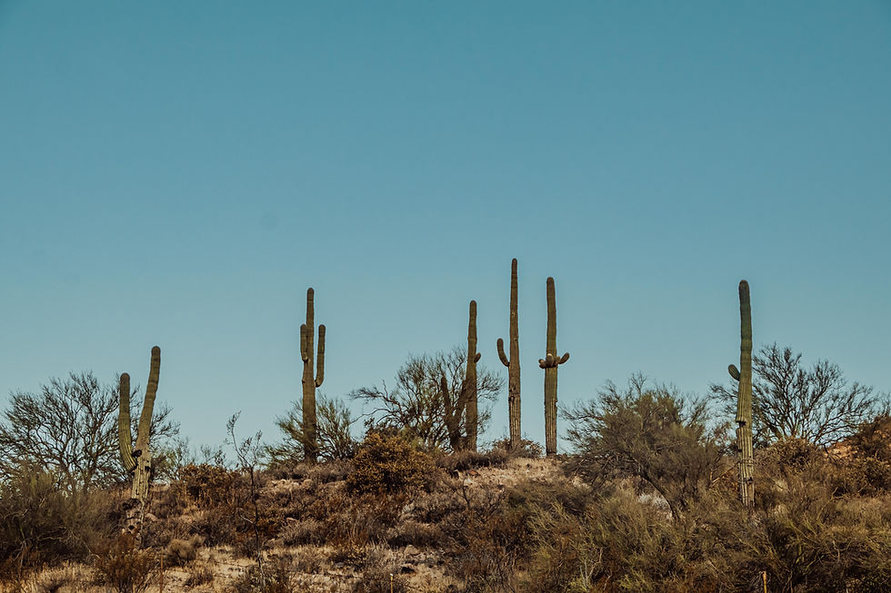 Image by Danika Perkinson