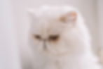signos de estrés en gatos
