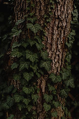 Image by Marcell Viragh