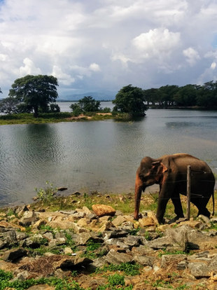 Wildlife in Sri Lanka