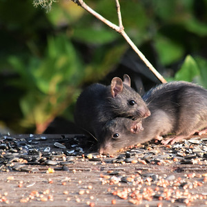 Two rats eating seeds on a wooden surface outdoors.
