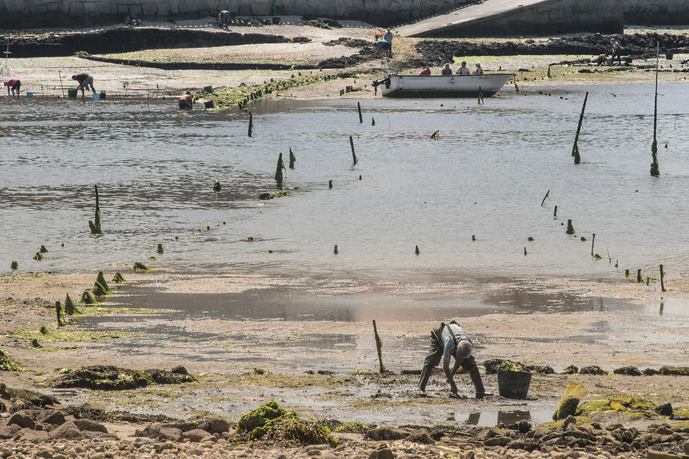 Shellfish Farmer