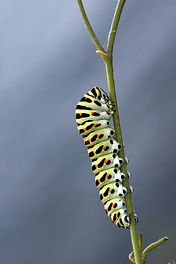 Image by Wolfgang Hasselmann