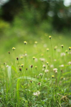 Image by Tushar Ranjan Seth
