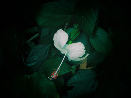 flower. white hibiscus