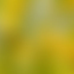 Blütenpollen