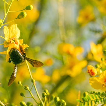 Blütenpollen
