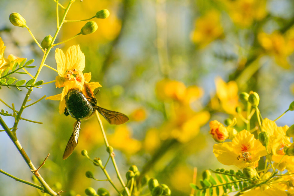 Blütenpollen